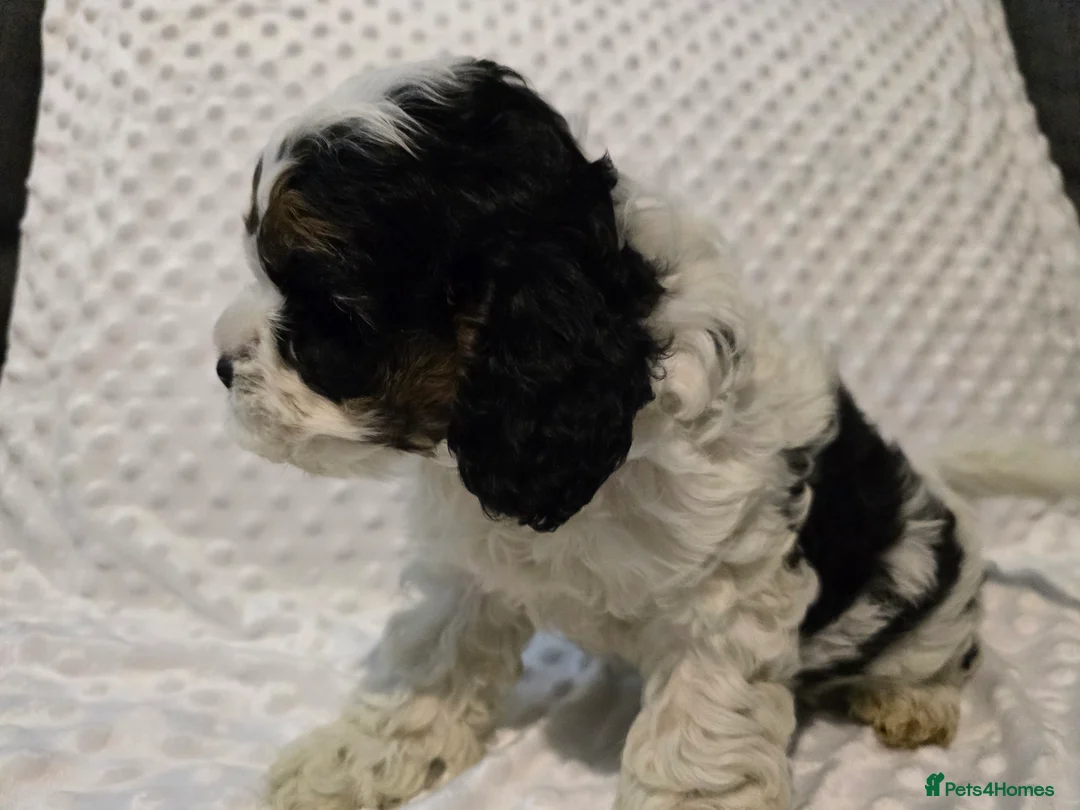 Cockapoo dogs for sale: Cockapoo puppies ready now - Advert 2