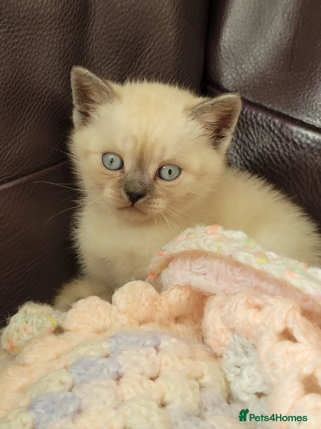 British Shorthair cats for sale: 2x british shorthair boys in Sleaford - Advert 5