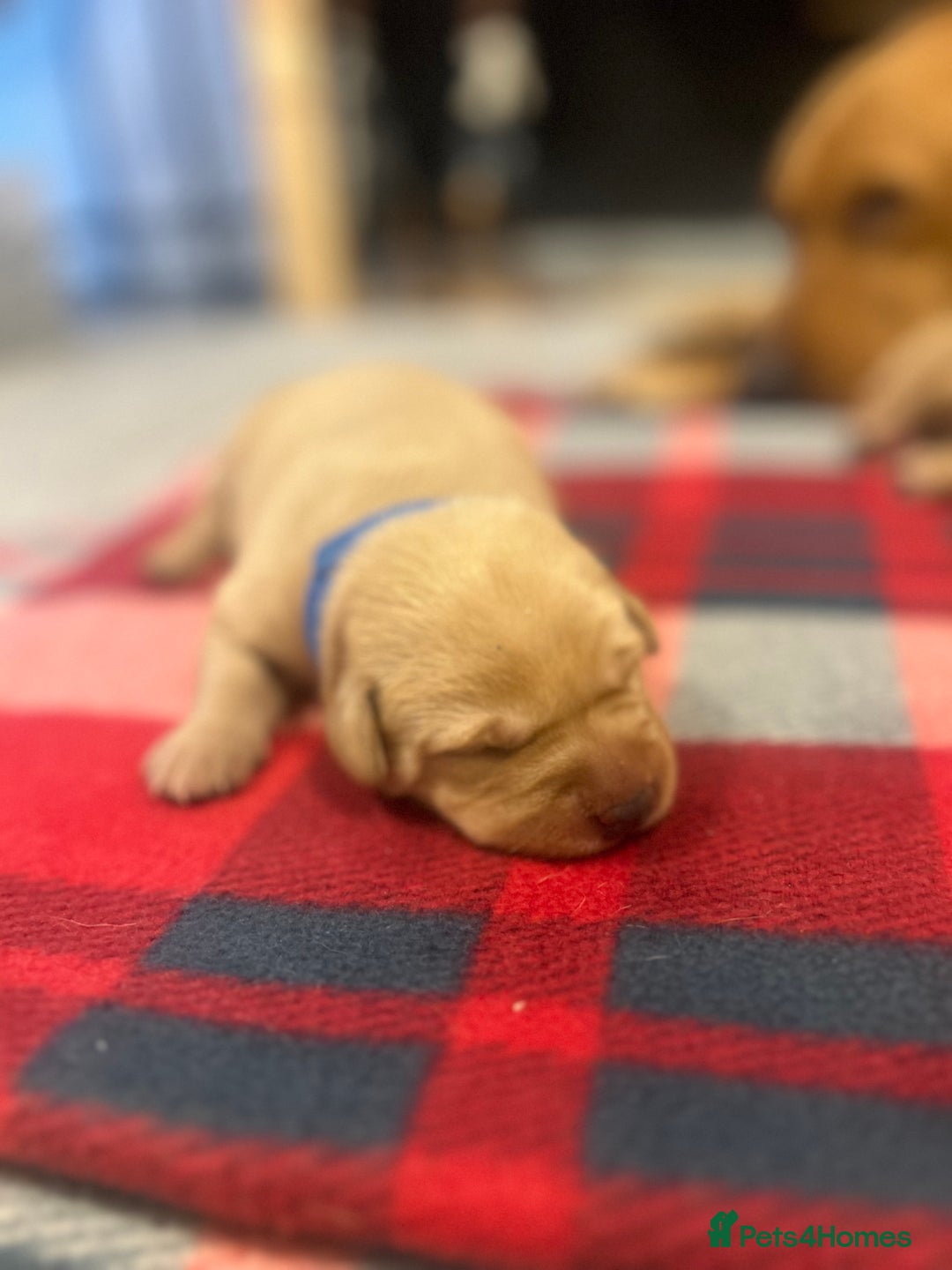 Labrador Retriever dogs for sale: Labrador puppies for sale  - Advert 22