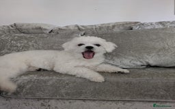 Maltese dogs for stud: "Dog ready for breeding" - Image 2