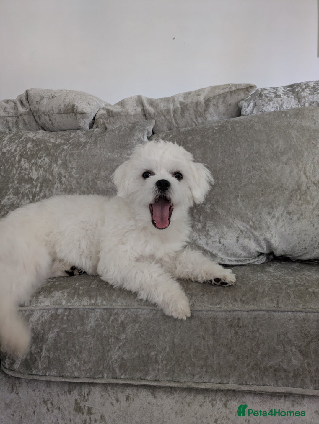 Maltese dogs for stud: "Dog ready for breeding" - Image 2