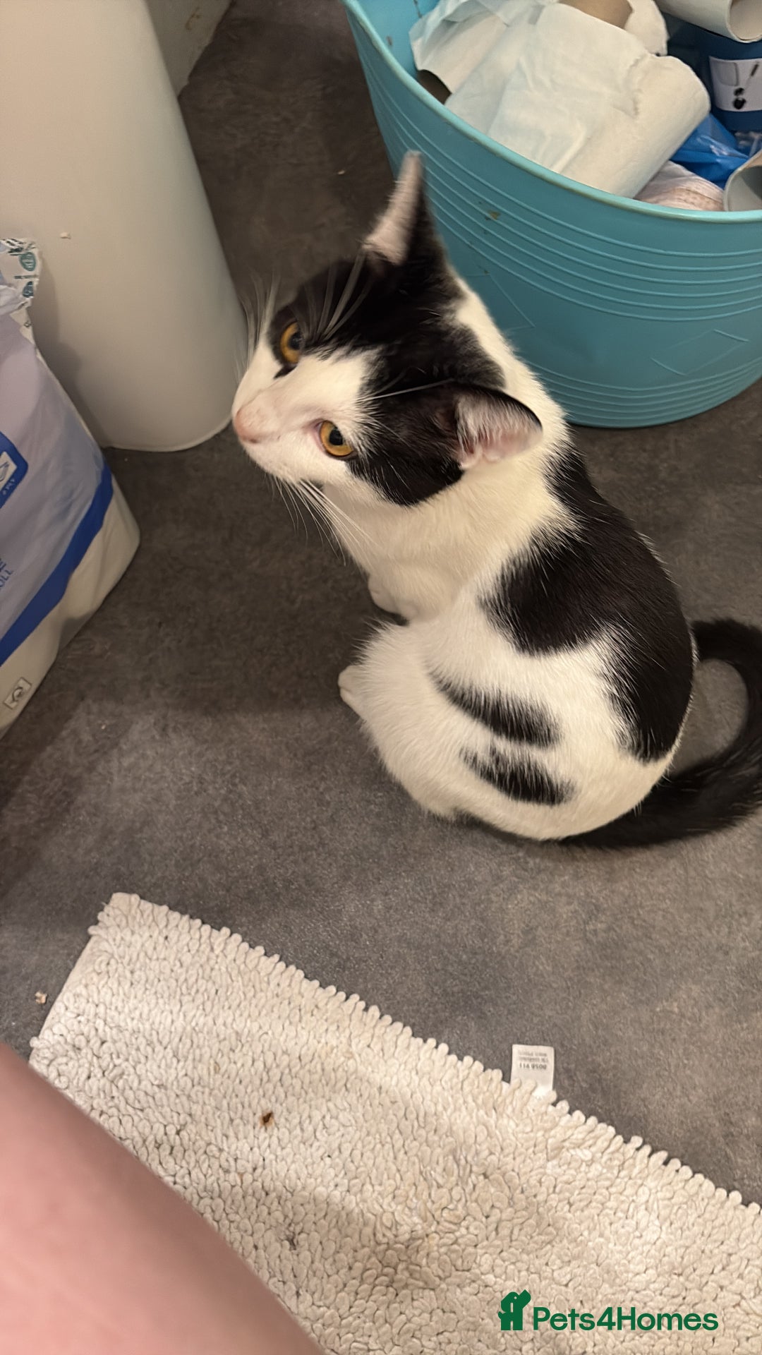 Domestic Shorthair cats for sale: cat for sale - Advert 2