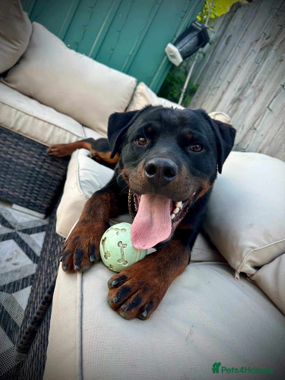 Rottweiler dogs for stud: Handsome Hugo - For Stud - Image 3