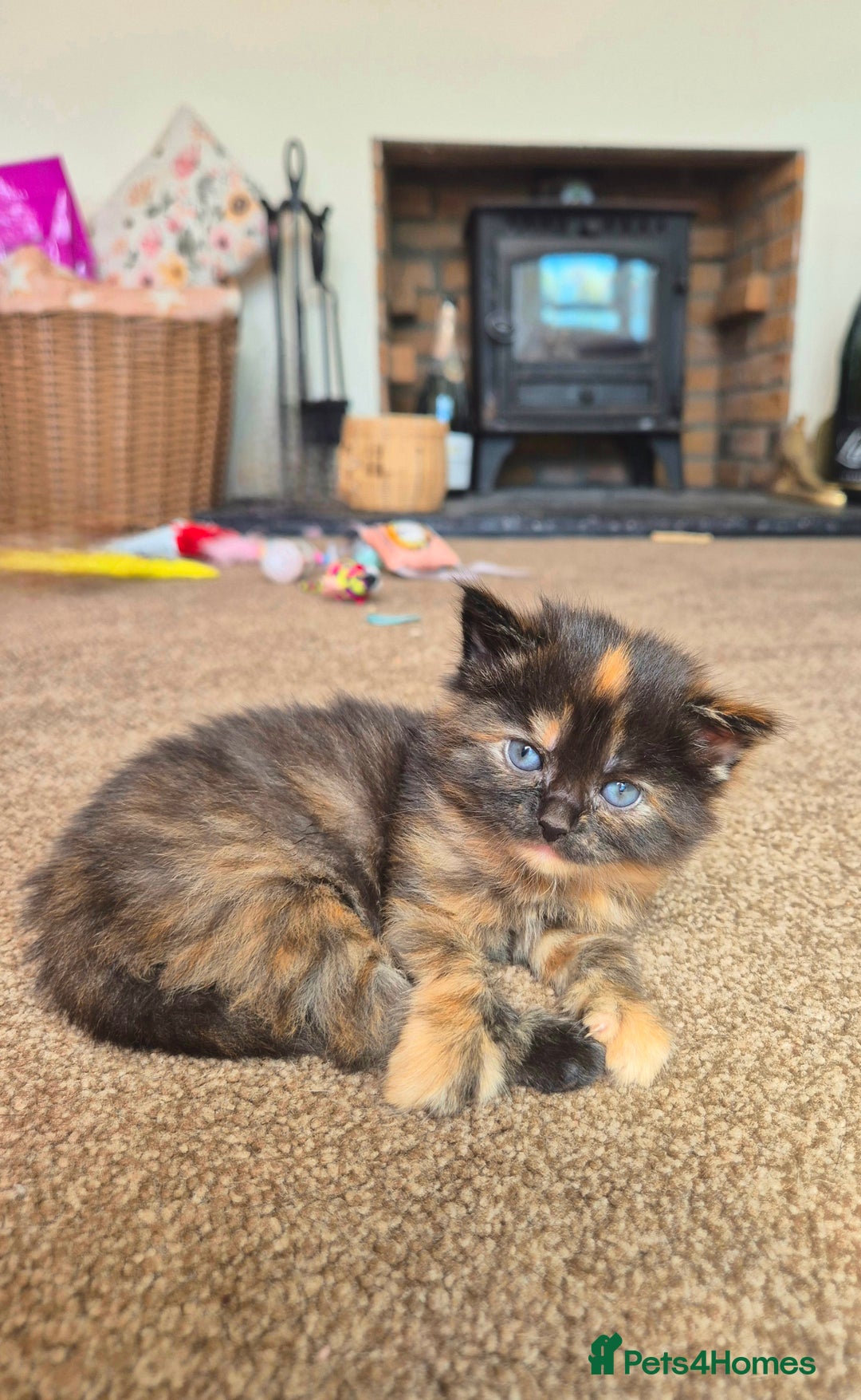 Mixed Breed cats for sale: Super friendly, fluffy kittens! 😻 - Image 12