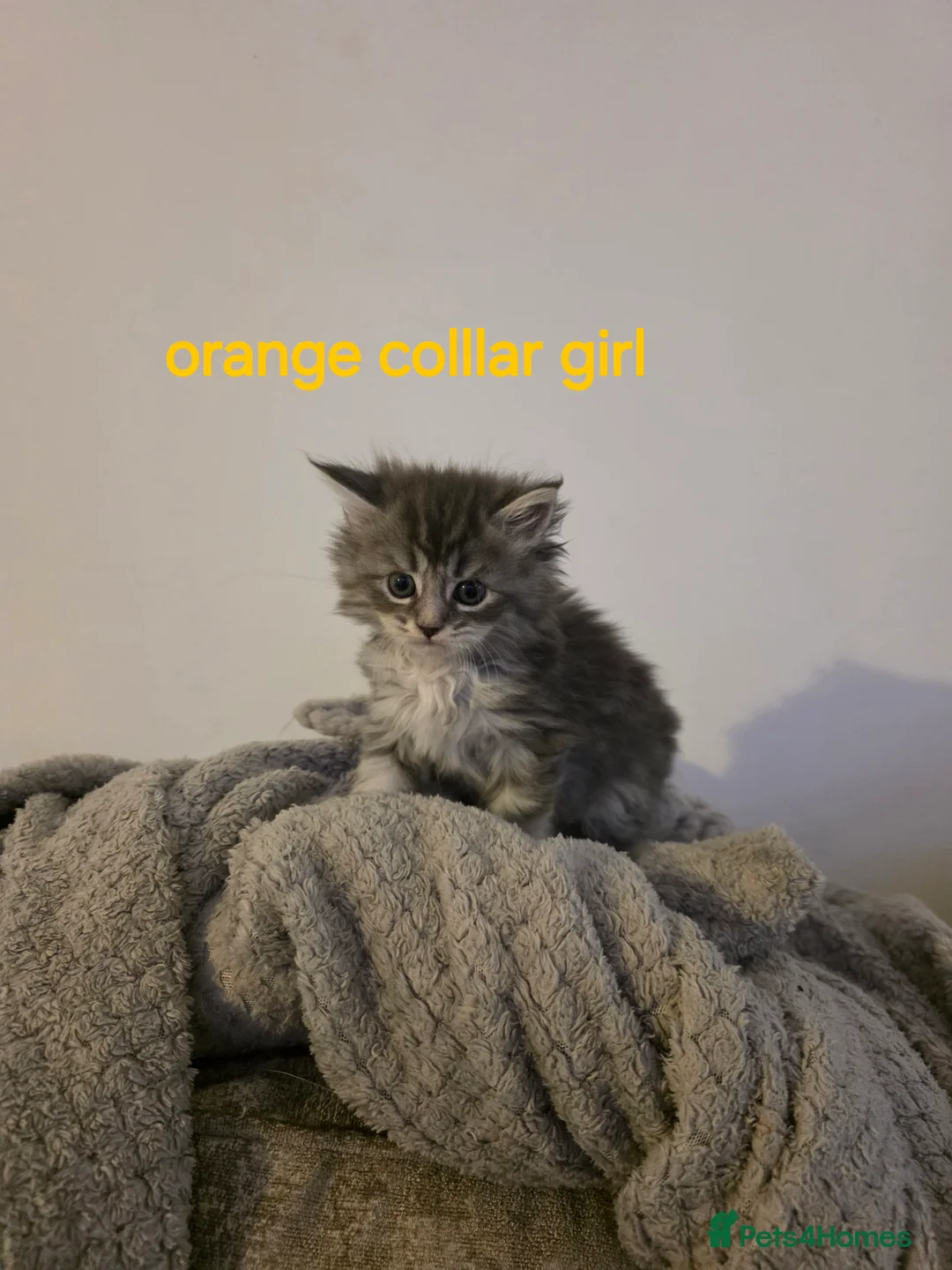 Maine Coon cats for sale: Pure maine coons kittens 2bs 3gs ready 14/2/26 - Advert 19