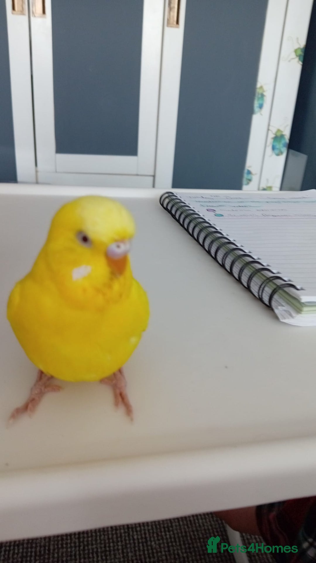 Budgerigars birds for sale: Male and Female budgies with their cage and toys - Advert 4