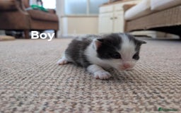 Ragdoll cats for sale: Ragdoll Cross kittens in Ilminster - Image 3