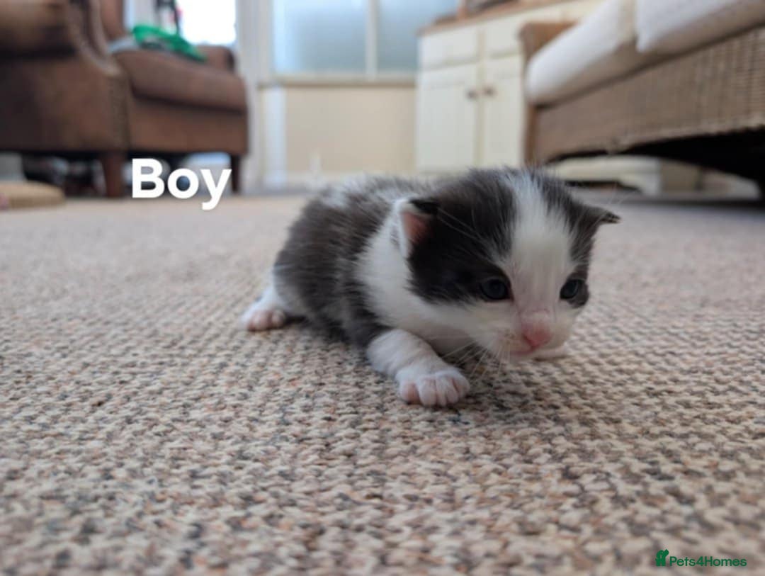 Ragdoll cats for sale: Ragdoll Cross kittens in Ilminster - Image 3