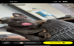 French Bulldog dogs for sale: frenchie  - Image 4