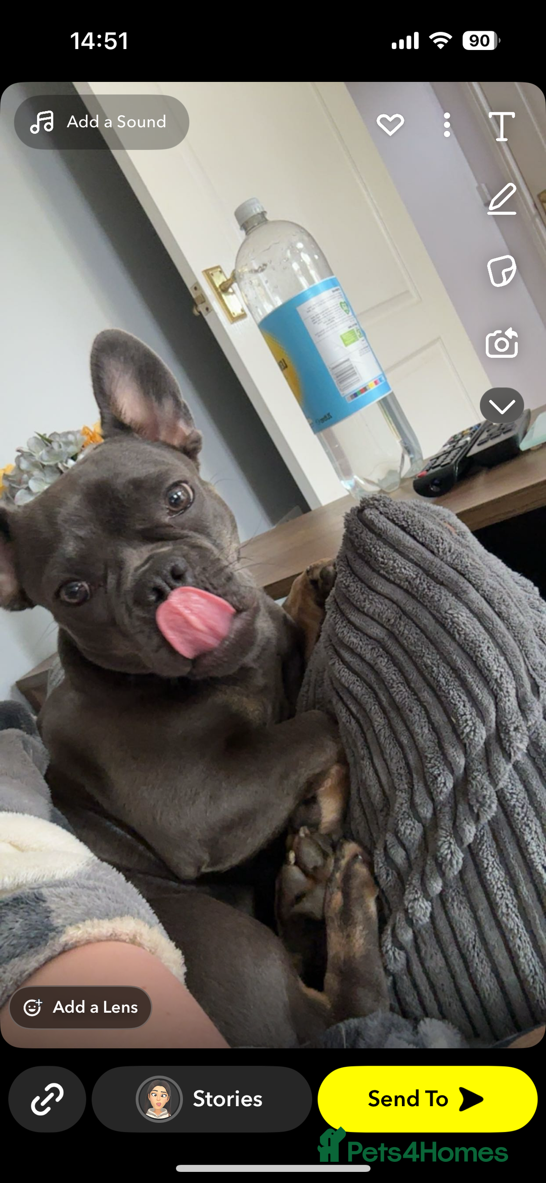 French Bulldog dogs for sale: frenchie  - Image 4