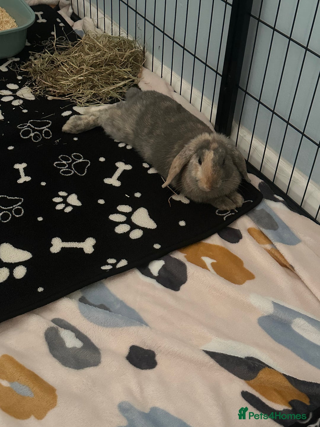 Mini Lop rabbits for sale: Male rabbit for sale - Advert 2