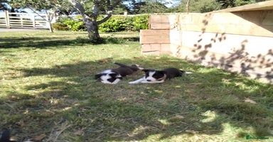 Border Collie dogs - Advert 4