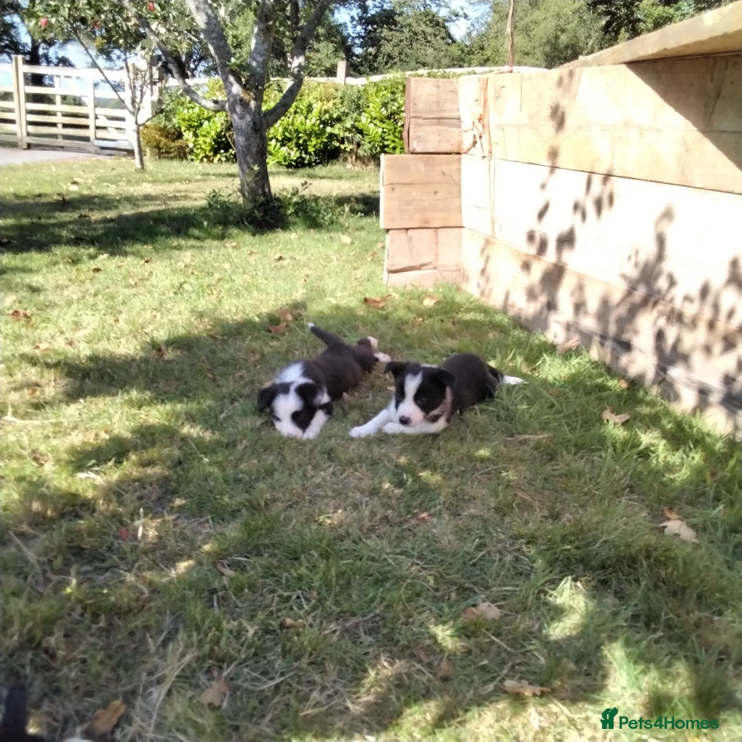 Border Collie dogs for sale: Adorable Border collie pups - Image 3