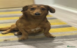 Dachshund dogs for adoption: Sweet Jessica Looking for a family  - Image 12