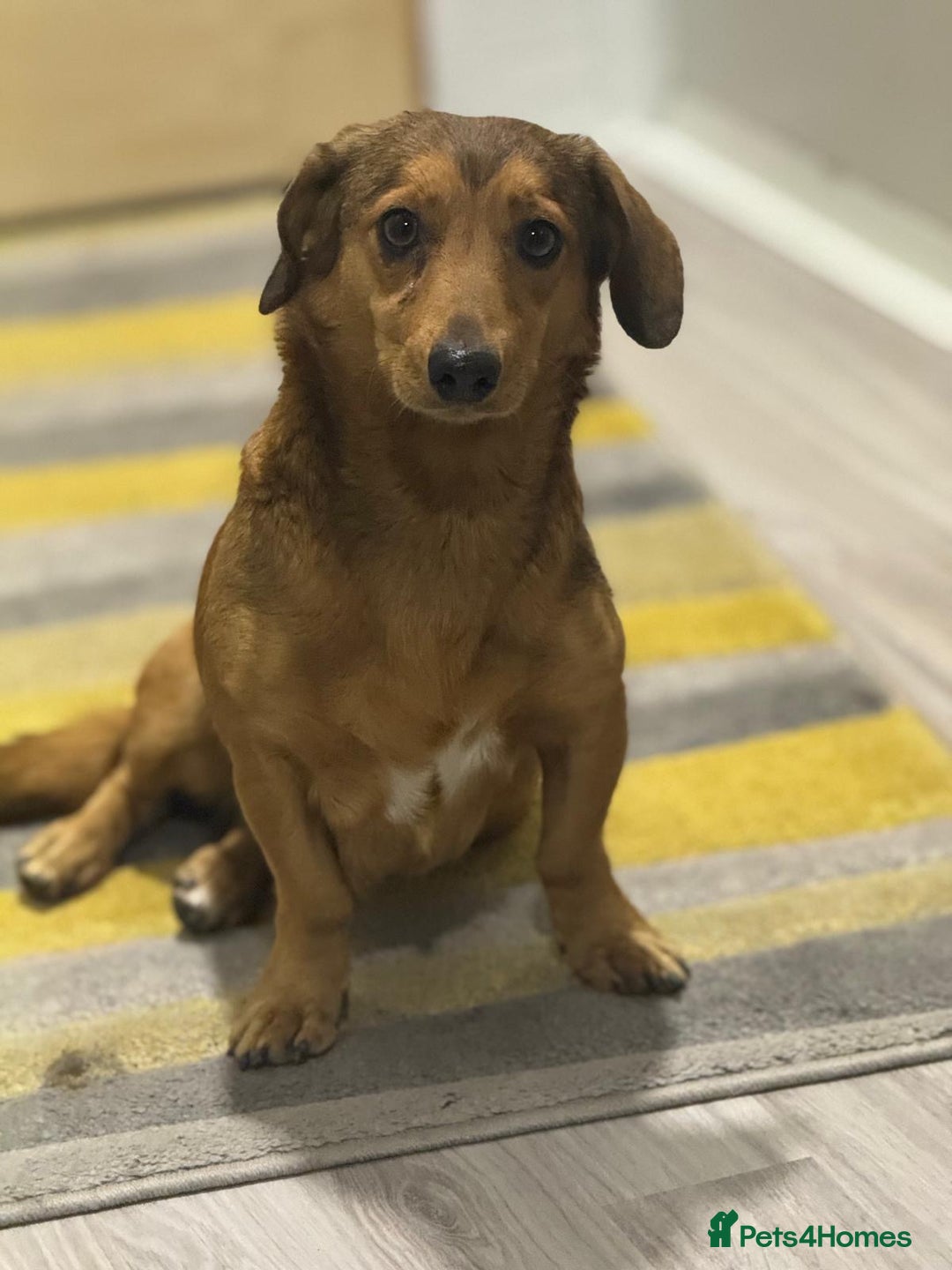 Dachshund dogs for adoption: Sweet Jessica Looking for a family  - Image 12