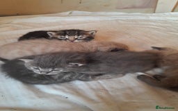 British Shorthair cats for sale: 3 male, 2 female British shorthair - Advert 8