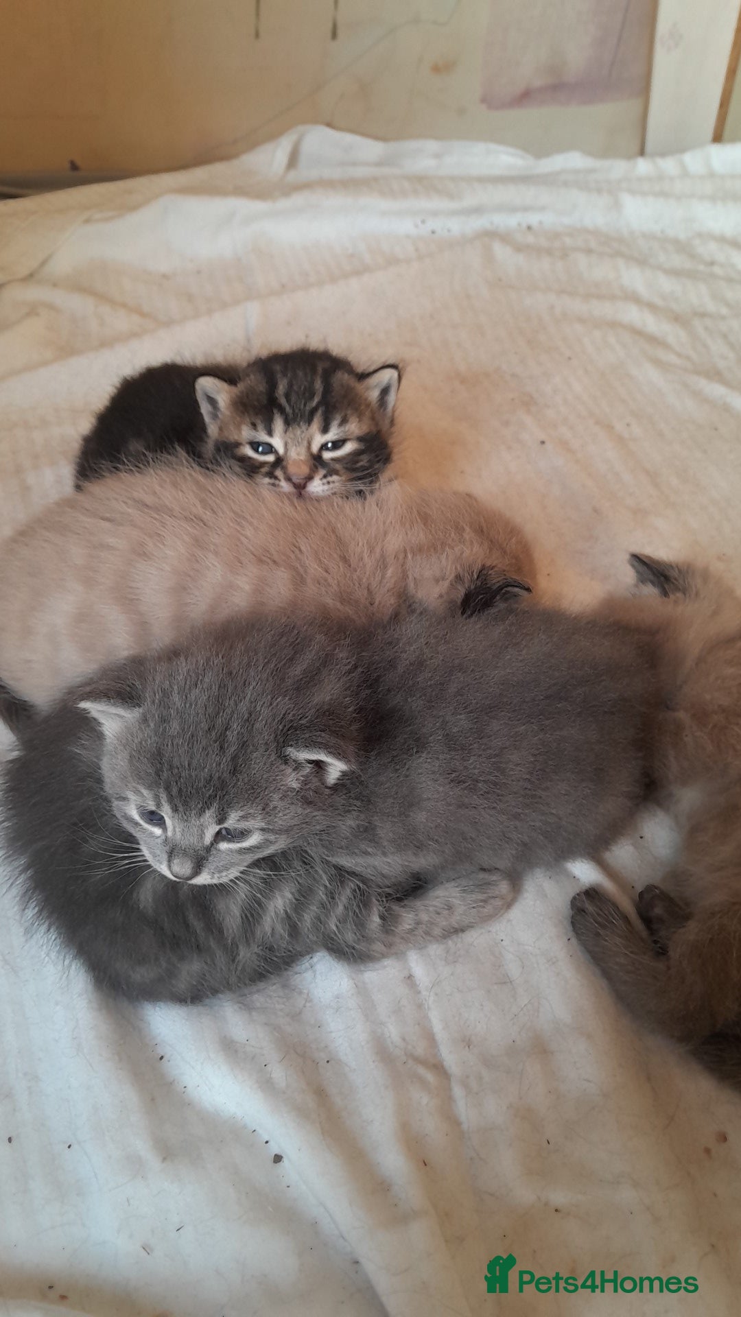 British Shorthair cats for sale: 3 male, 2 female British shorthair - Advert 8