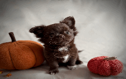 Chihuahua dogs for sale: Long coat chihuahua puppies  - Image 1
