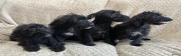 Jackapoo dogs for sale: 4 Jackapoos  - Advert 8