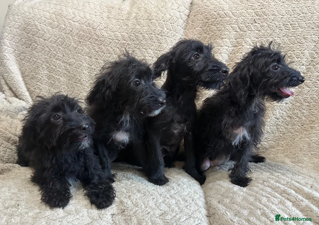 Jackapoo dogs for sale: 4 Jackapoos  - Advert 8