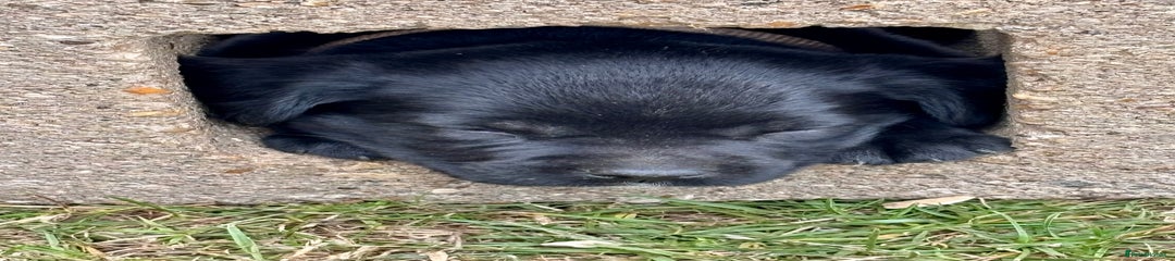 Springador Puppy 1