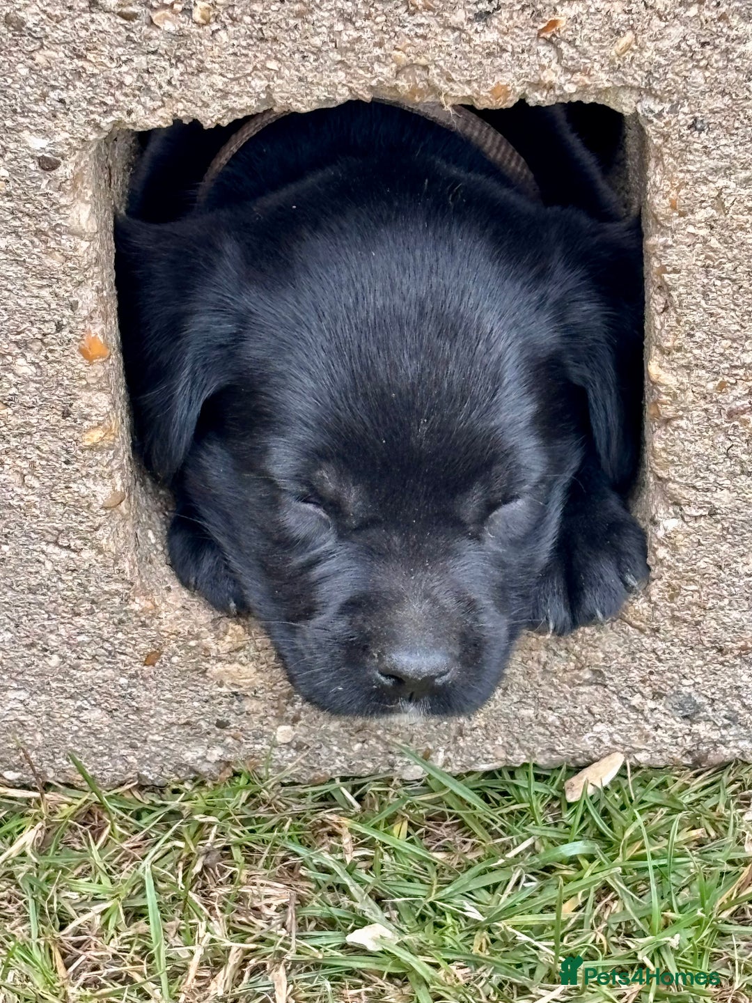 Springador dogs for sale: 7 week old springador puppies male and female  - Image 4