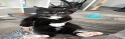 Mixed Breed cats for sale: 6 beautiful Persian Russian Blue mix tabby kittens - Advert 11
