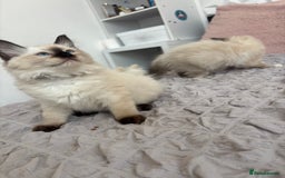 Ragdoll cats for sale: Ragdoll kittens - Image 19