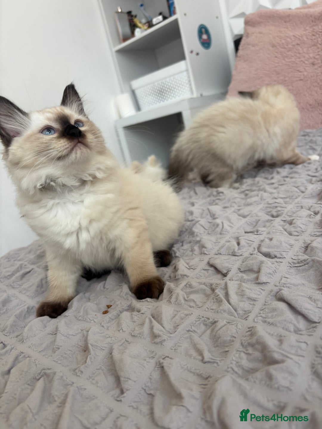 Ragdoll cats for sale: Ragdoll kittens - Image 19