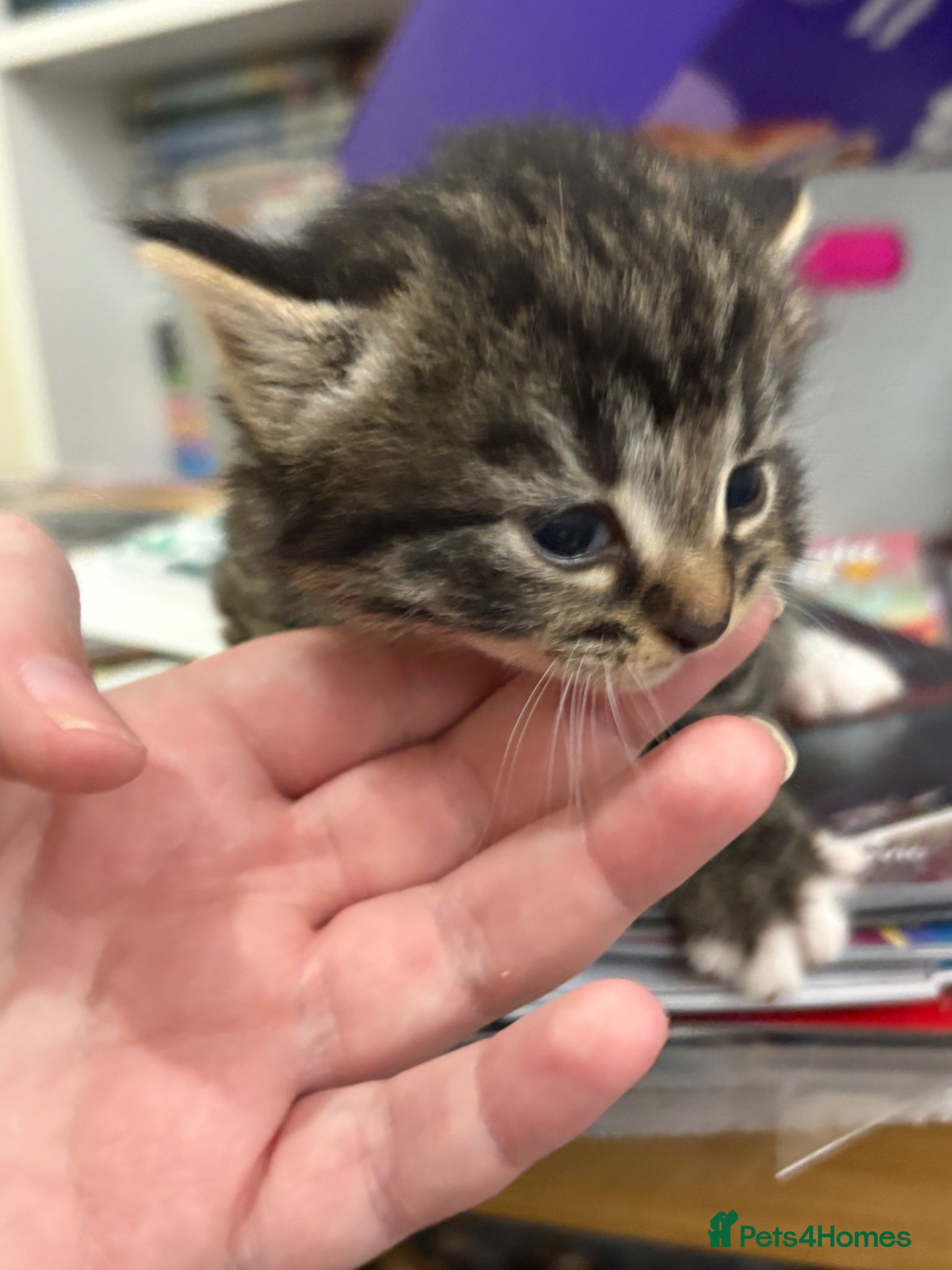 Mixed Breed cats for sale: 2 girls 1 boy kittens in Bury - Advert 2