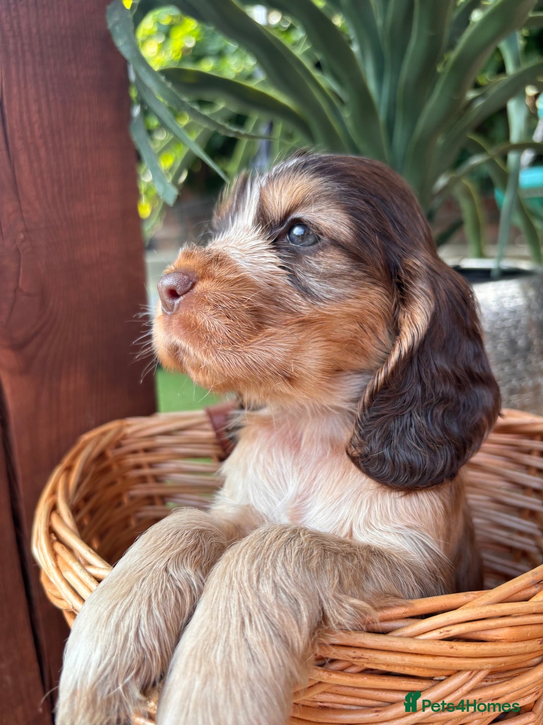 Cocker Spaniel dogs for sale: Beautiful Show Type KC registered Cocker Spaniels  - Image 22