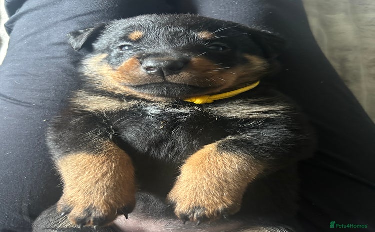 Rottweiler dogs - Advert 1