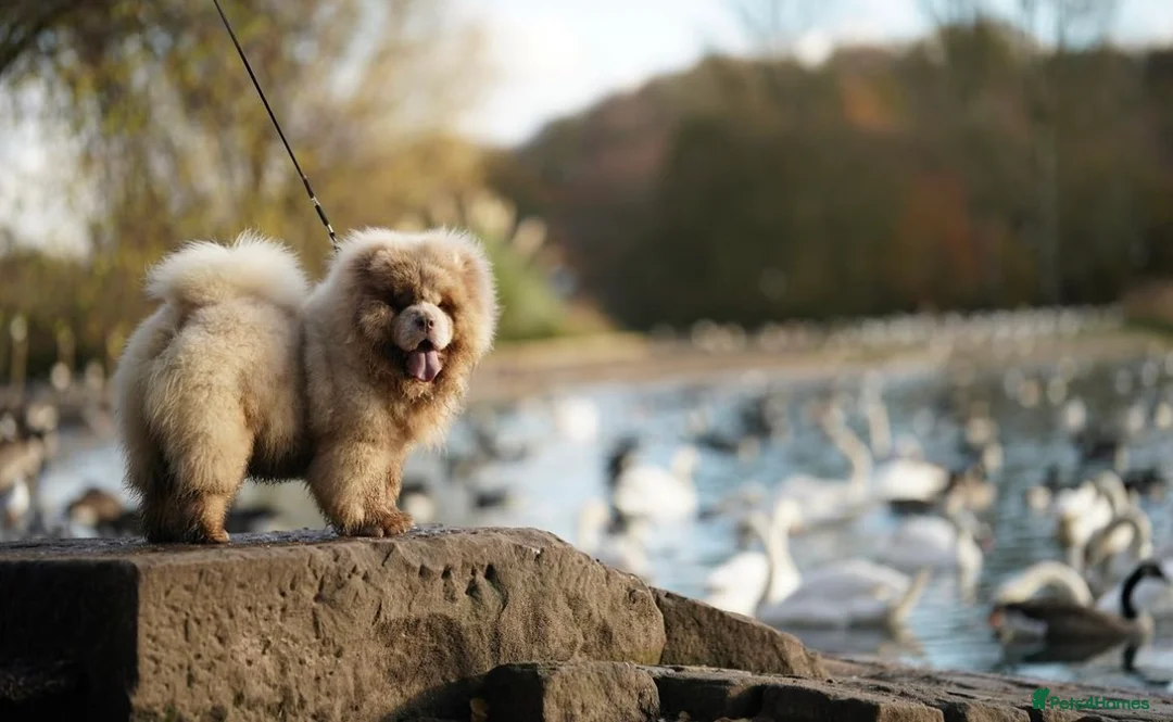 Chow Chow dogs for stud: lilac Merle mini Chow Chow in Manchester - Advert 4