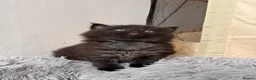 Maine Coon cats for sale: 🐈‍⬛ Maine Coon Kittens 3 Girls and 2 Boys 🐈‍⬛ - Advert 7