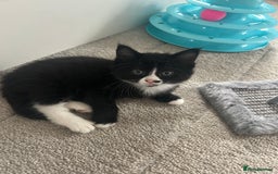 Mixed Breed cats for sale: Mixed breed kittens - Image 3