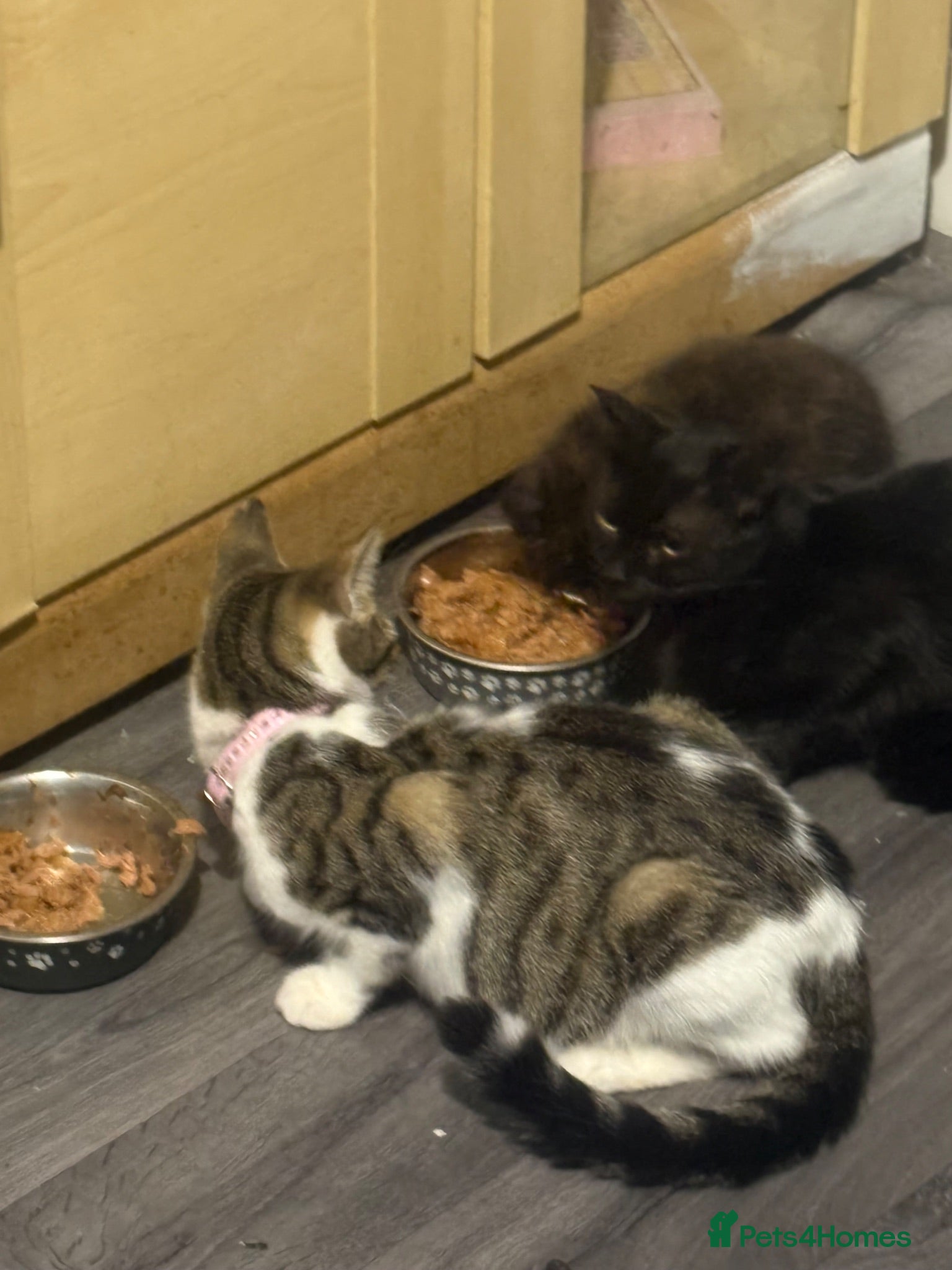 Mixed Breed cats 3 boys  - Advert 1