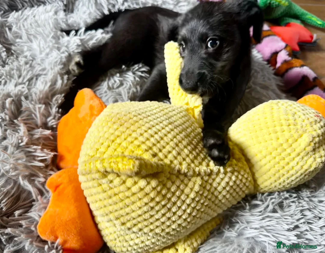 Mixed Breed dogs for sale: Whippet x Poodle READY NOW - Advert 10