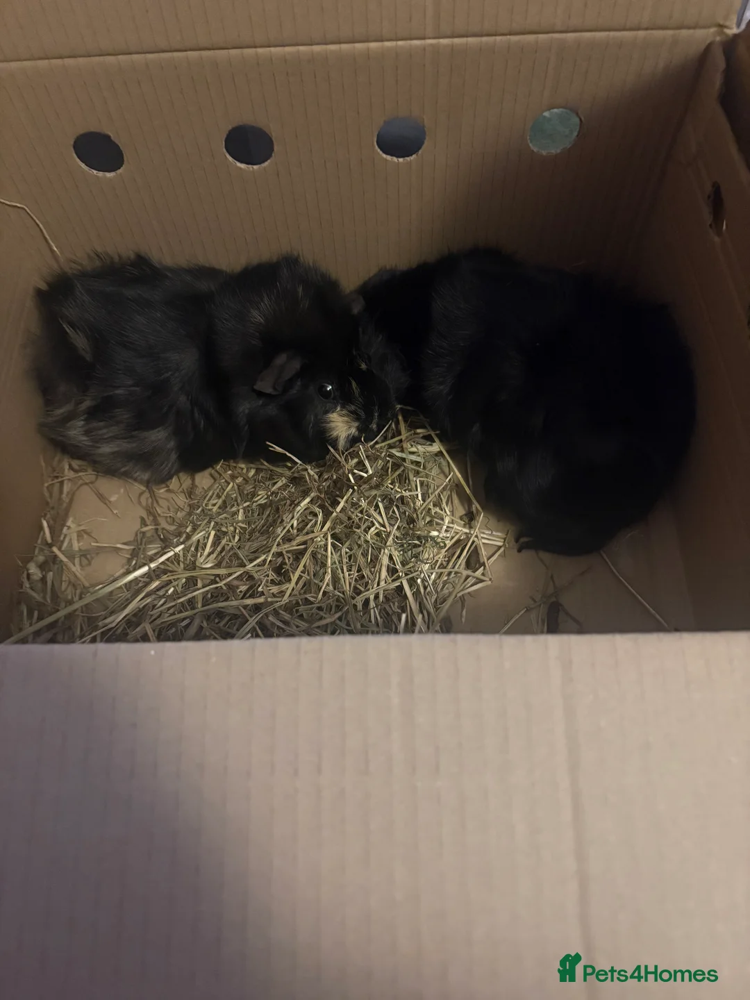 Guinea Pig rodents for sale: 2 male guinea pigs in Dover - Advert 1