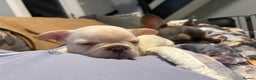 French Bulldog dogs for sale: REDUCED Ready to leave Kc reg Frenchie🐾 - Advert 24