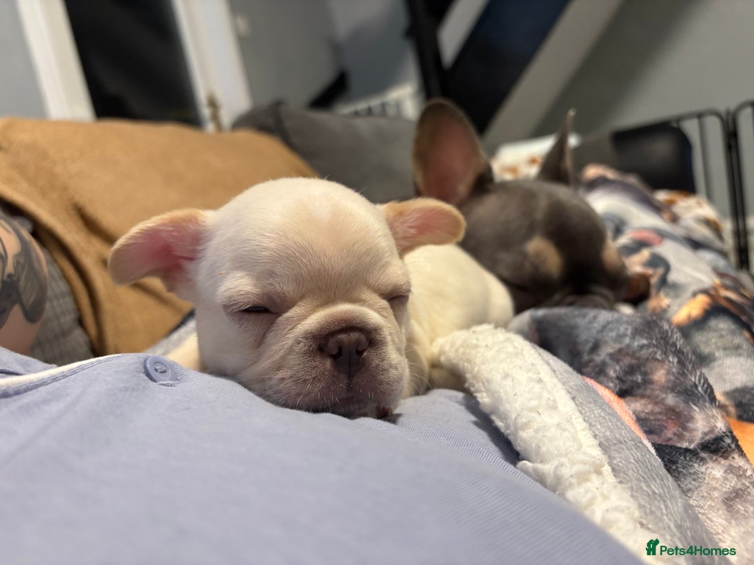 French Bulldog dogs for sale: REDUCED Ready to leave Kc reg Frenchie🐾 - Advert 24