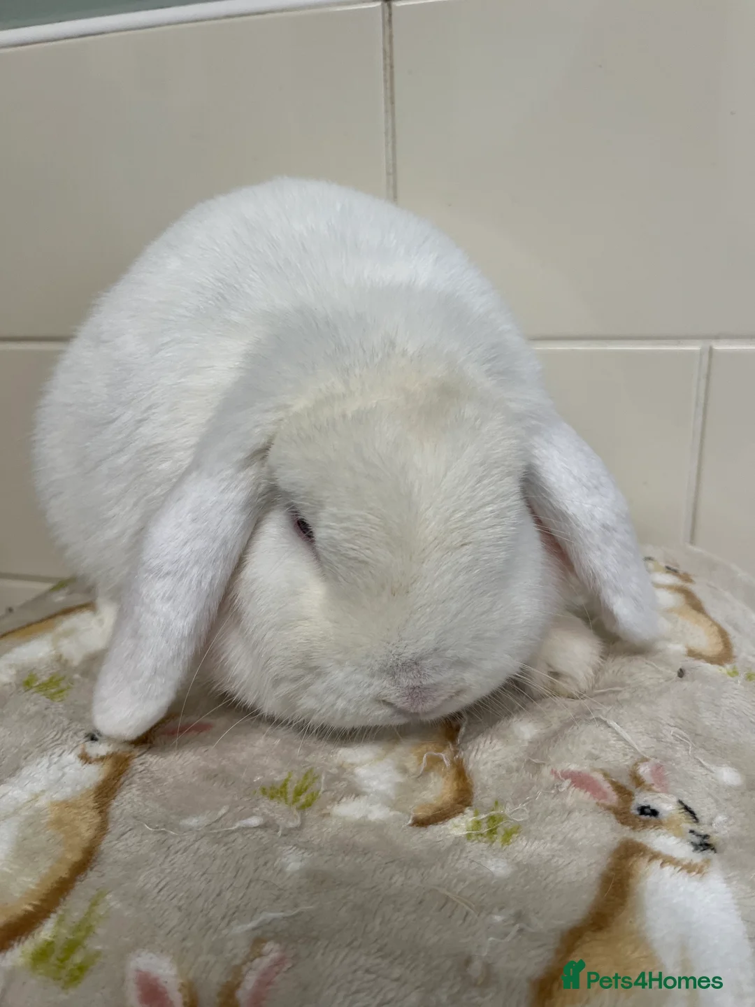Mini Lop rabbits for sale: 3 ADULT BUNNIES LOOKING FOR NEW HOMES  - Advert 9