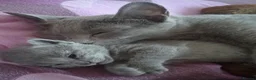 Russian Blue cats for sale: Stunning Russian Blue Kitten  - Advert 3