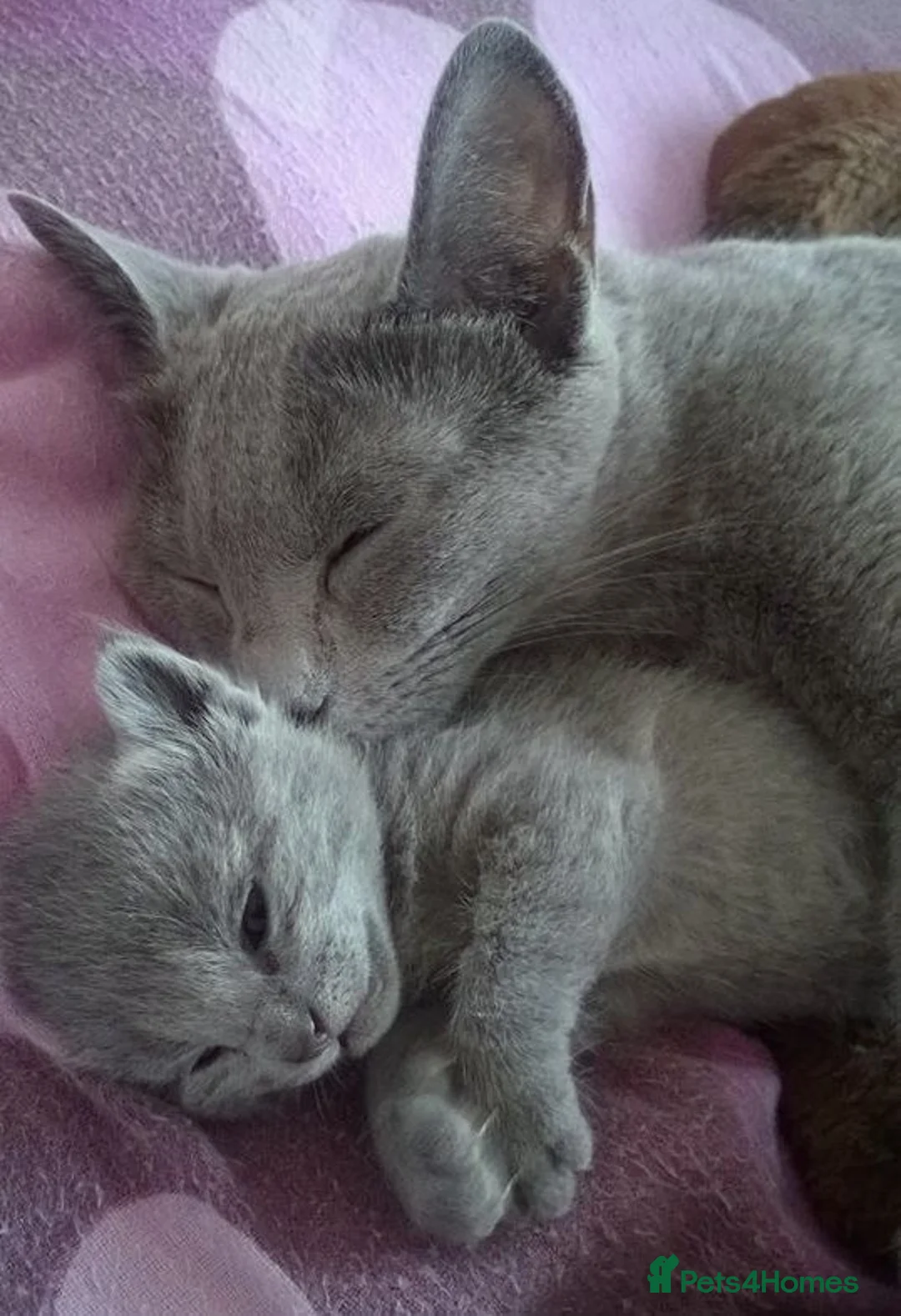 Russian Blue cats for sale: Stunning Russian Blue Kitten  - Advert 3