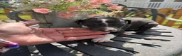 Whippet dogs for sale: Stunning whippet pups  - Advert 20