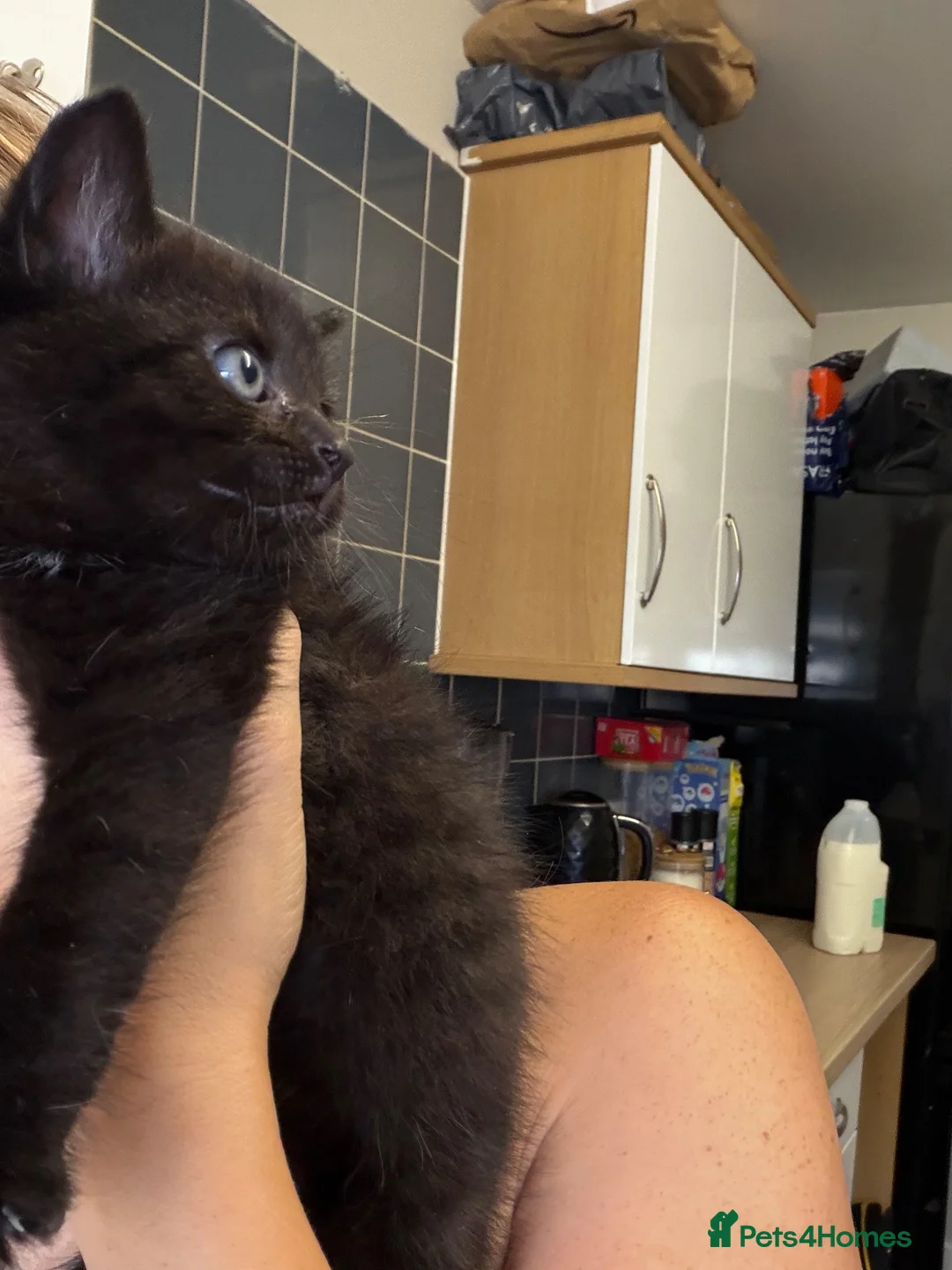 British Shorthair cats for sale: 3 baby girl British short hair kittens in Sheffield - Advert 9