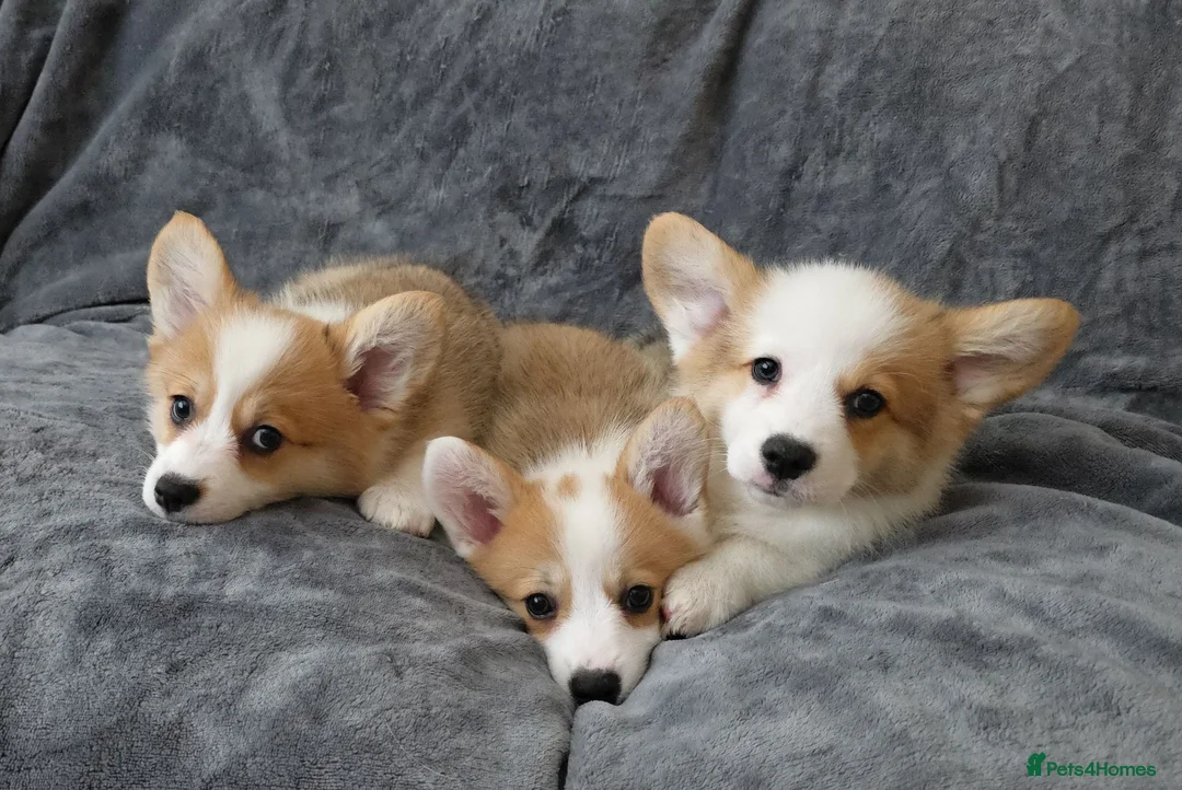 Welsh Corgi Pembroke dogs for sale: Corgi Puppies for Loving Homes – 1 Male, 1 Females - Advert 2
