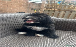 Sheepadoodle dogs for sale: F1 Sheepadoodle  in Doncaster - Image 25