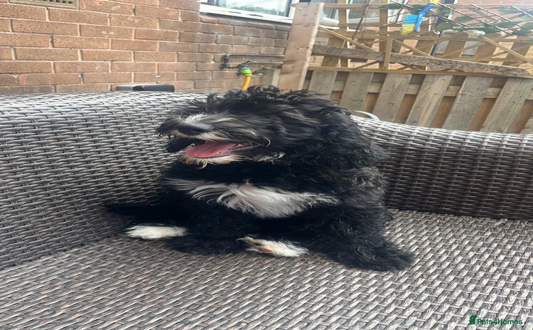 Sheepadoodle dogs in Doncaster - Advert 6