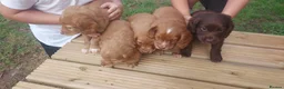 Cocker Spaniel dogs for sale: Health tested cocker spaniel puppies - Advert 3