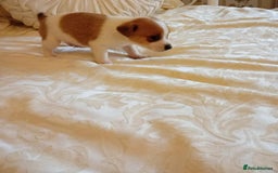 Jack Russell dogs for sale: Miniature Jack Russell puppies  - Image 8